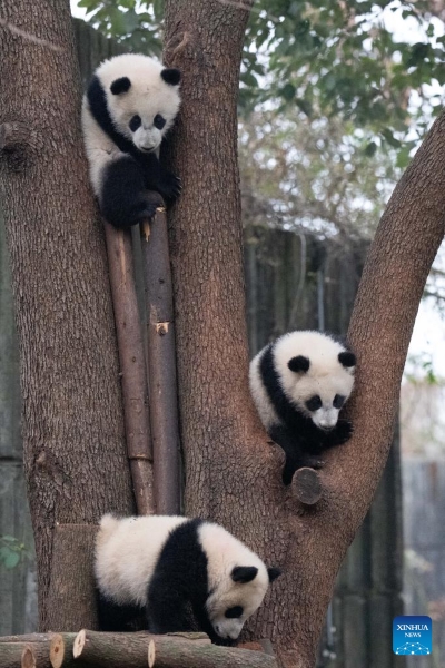 Sichuan : 30 bébés pandas géants rassemblés pour célébrer la Fête du Printemps à Chengdu