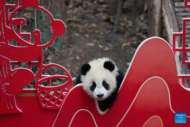 Sichuan : 30 bébés pandas géants rassemblés pour célébrer la Fête du Printemps à Chengdu