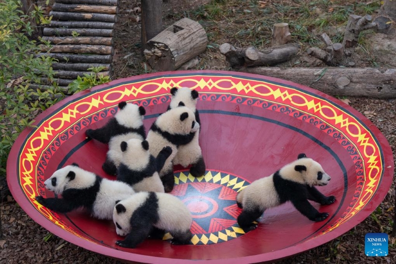 Sichuan : 30 bébés pandas géants rassemblés pour célébrer la Fête du Printemps à Chengdu