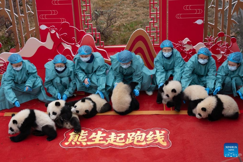 Sichuan : 30 bébés pandas géants rassemblés pour célébrer la Fête du Printemps à Chengdu