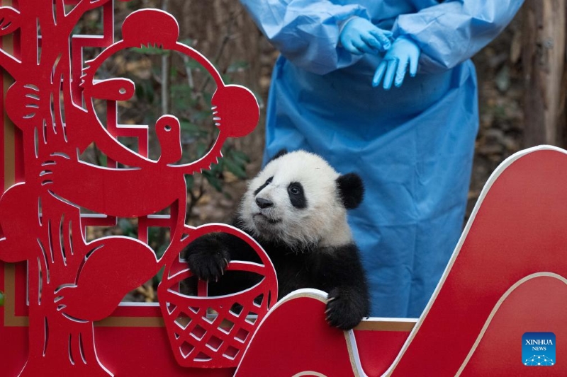 Sichuan : 30 bébés pandas géants rassemblés pour célébrer la Fête du Printemps à Chengdu