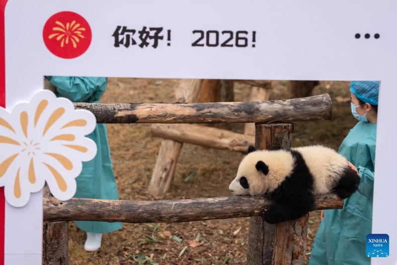 Sichuan : 30 bébés pandas géants rassemblés pour célébrer la Fête du Printemps à Chengdu