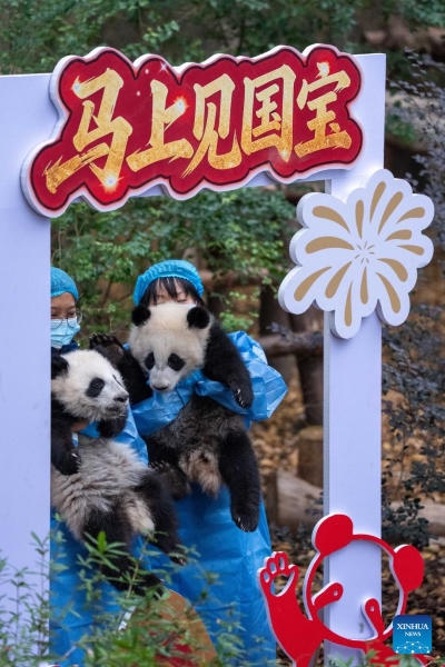 Sichuan : 30 bébés pandas géants rassemblés pour célébrer la Fête du Printemps à Chengdu