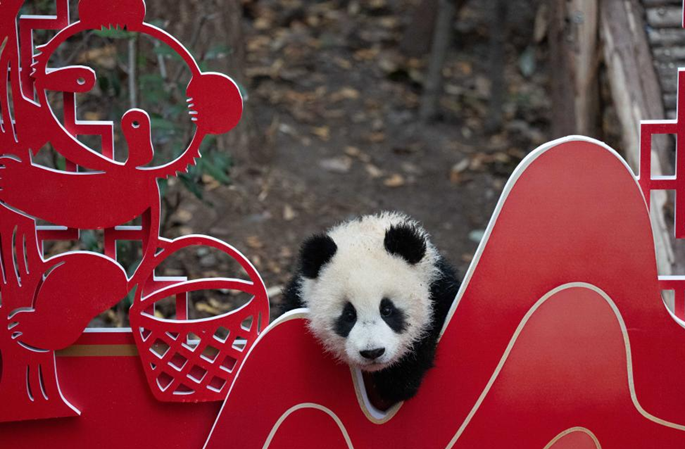 Sichuan : 30 bébés pandas géants rassemblés pour célébrer la Fête du Printemps à Chengdu