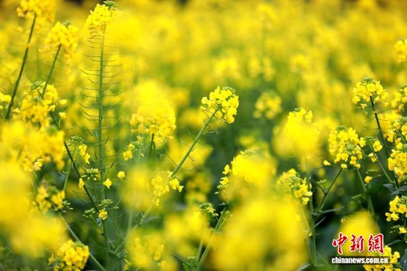 Guangxi : à Sanjiang, les fleurs de colza s'épanouissent, diffusant une puissante sensation de printemps