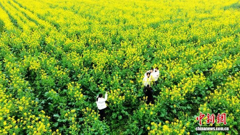 Guangxi : à Sanjiang, les fleurs de colza s'épanouissent, diffusant une puissante sensation de printemps