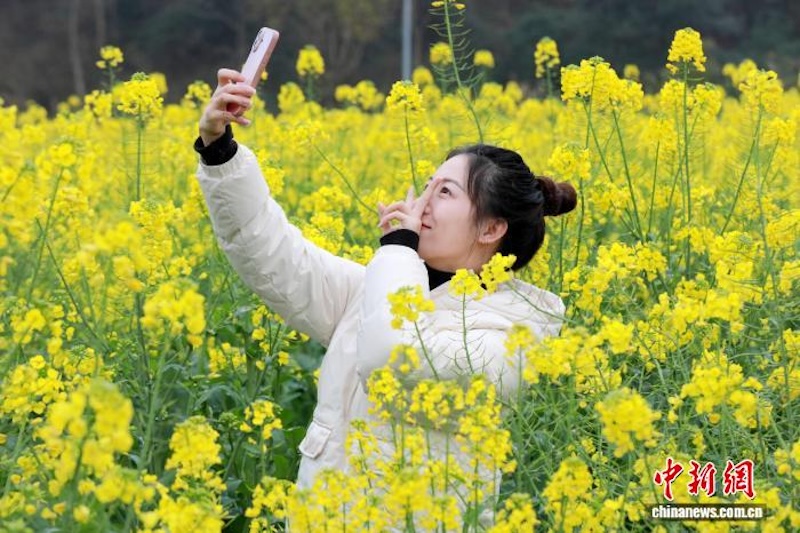 Guangxi : à Sanjiang, les fleurs de colza s'épanouissent, diffusant une puissante sensation de printemps