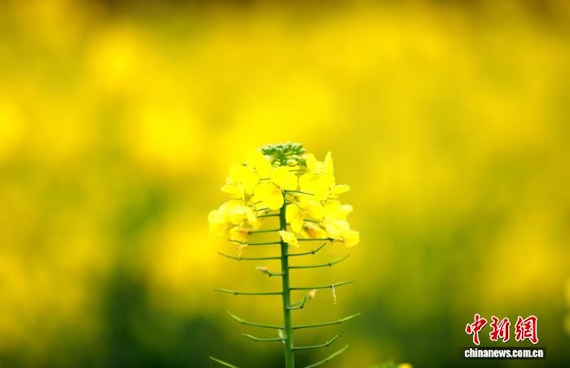Guangxi : à Sanjiang, les fleurs de colza s'épanouissent, diffusant une puissante sensation de printemps