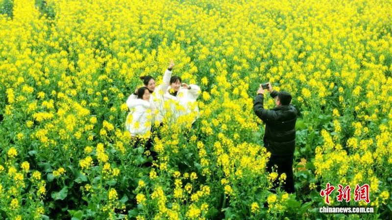 Guangxi : à Sanjiang, les fleurs de colza s'épanouissent, diffusant une puissante sensation de printemps