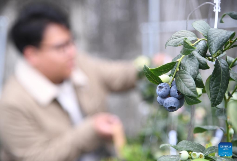 Beijing : le district de Pinggu stimule l'industrie de la myrtille via le commerce électronique et le tourisme