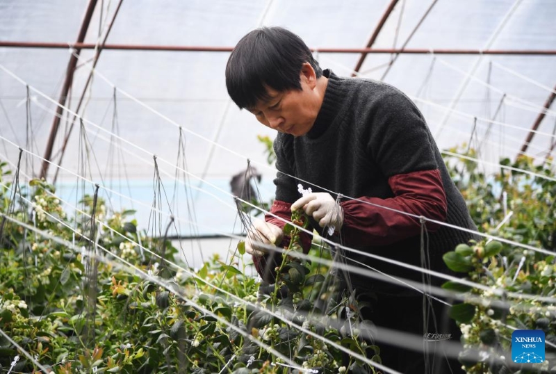 Beijing : le district de Pinggu stimule l'industrie de la myrtille via le commerce électronique et le tourisme