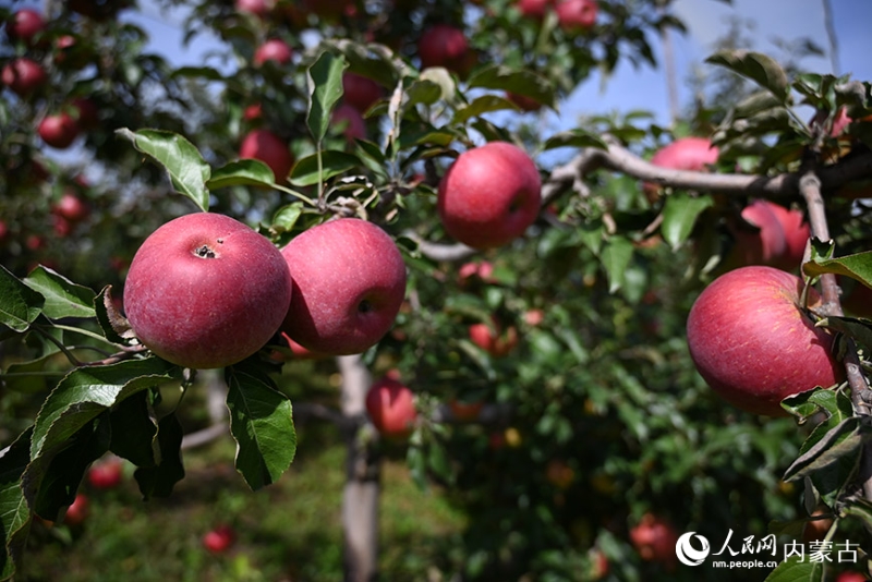La Chine conserve sa première place de premier producteur et consommateur de pommes au monde