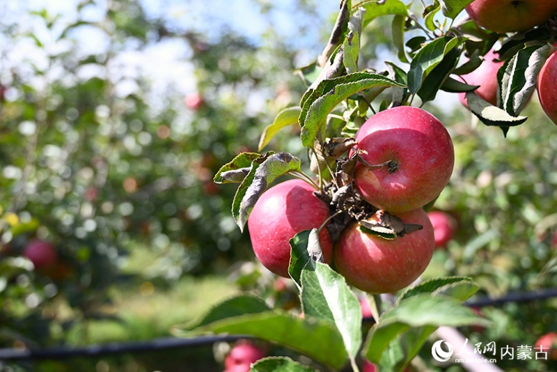 La Chine conserve sa première place de premier producteur et consommateur de pommes au monde