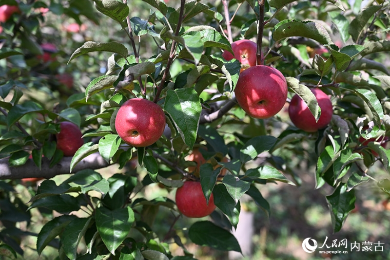 La Chine conserve sa première place de premier producteur et consommateur de pommes au monde