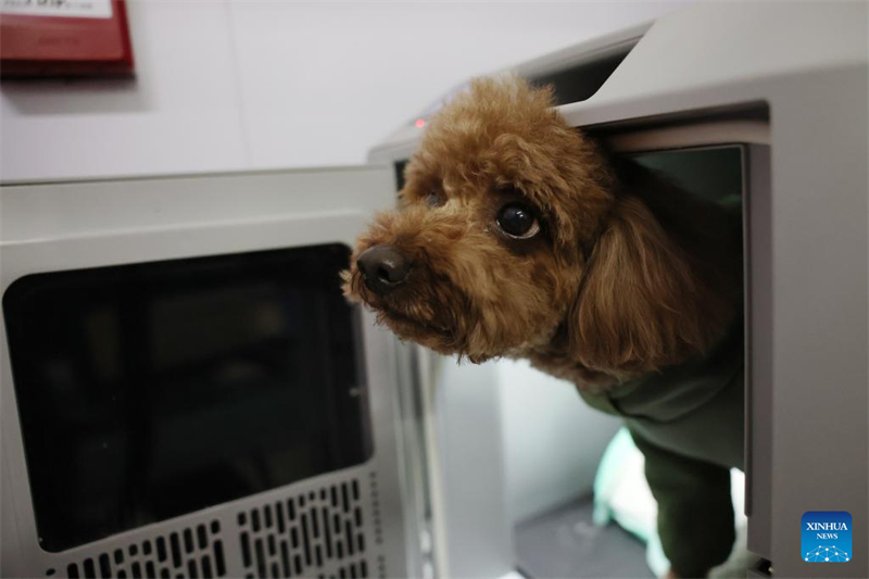 Comment les animaux de compagnie ont pris une part croissante dans les célébrations familiales du Nouvel An en Chine