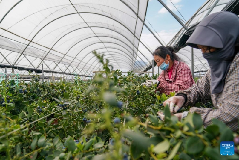 Yunnan : l'industrie de la myrtille prend de l'ampleur à Honghe