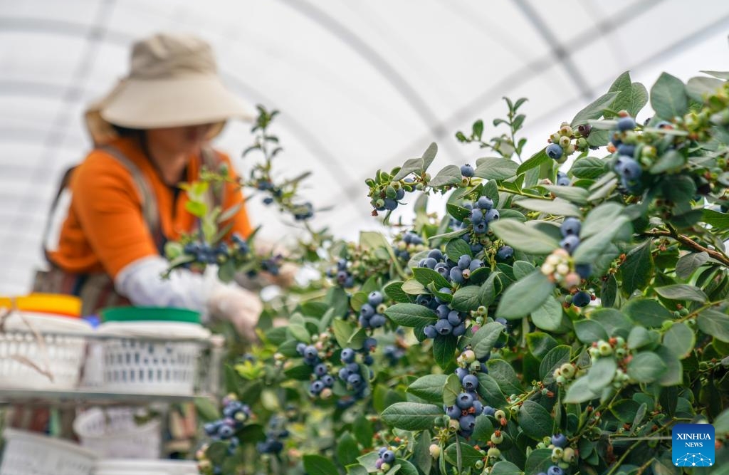 Yunnan : l'industrie de la myrtille prend de l'ampleur à Honghe