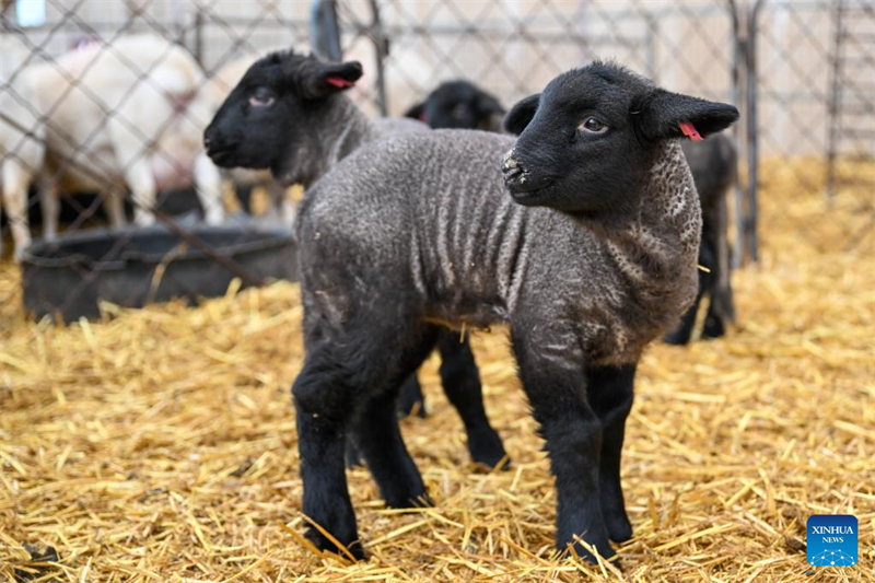 Xinjiang : le comté de Manas accélère l'amélioration de l'élevage ovin