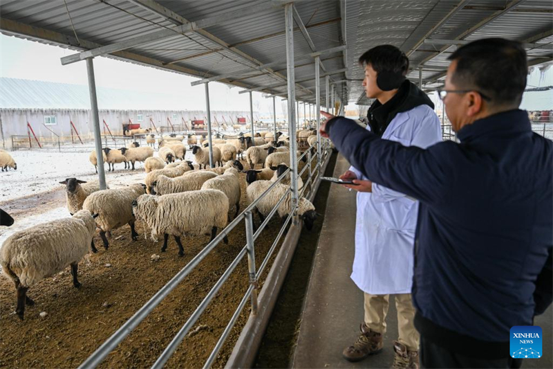 Xinjiang : le comté de Manas accélère l'amélioration de l'élevage ovin