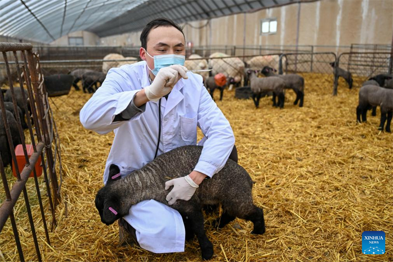 Xinjiang : le comté de Manas accélère l'amélioration de l'élevage ovin