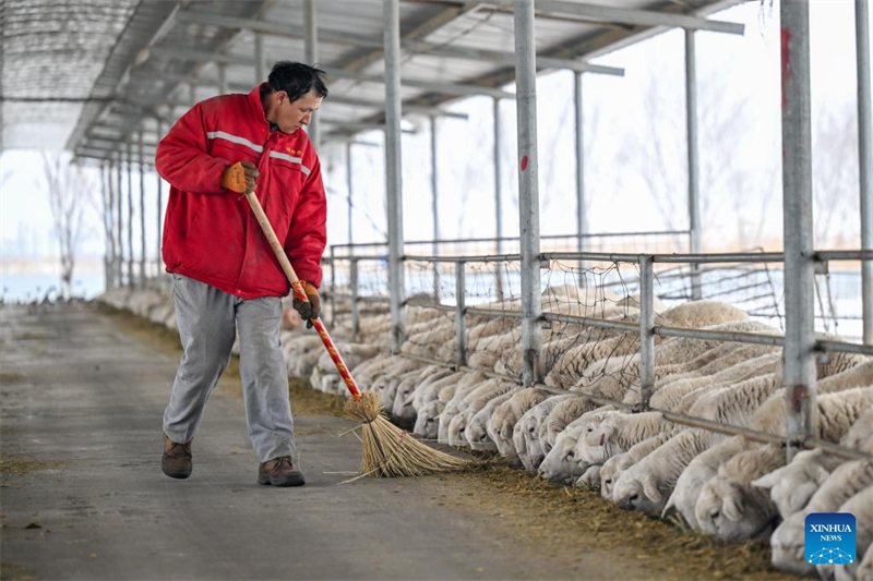 Xinjiang : le comté de Manas accélère l'amélioration de l'élevage ovin