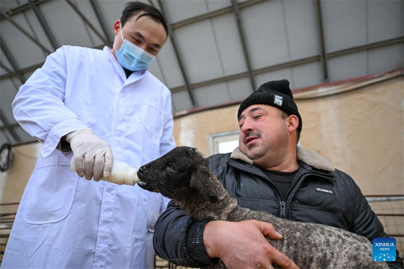 Xinjiang : le comté de Manas accélère l'amélioration de l'élevage ovin