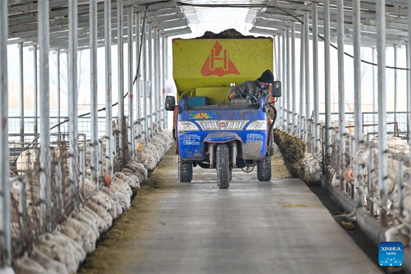 Xinjiang : le comté de Manas accélère l'amélioration de l'élevage ovin