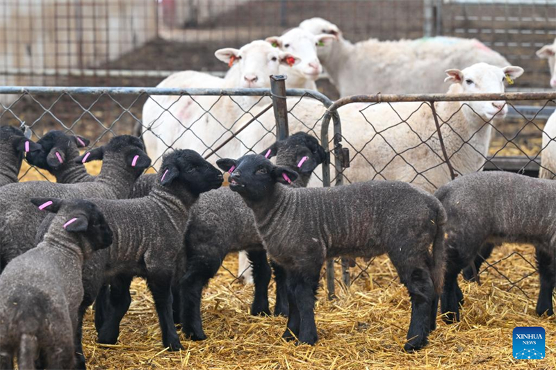 Xinjiang : le comté de Manas accélère l'amélioration de l'élevage ovin