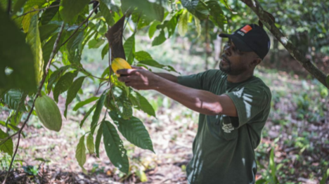 Côte d'Ivoire : baisse de 57% du prix d'achat du cacao aux producteurs