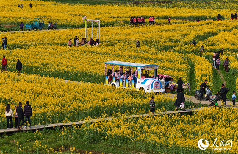 Jiangxi : à Nanchang, les fleurs de colza sont épanouies