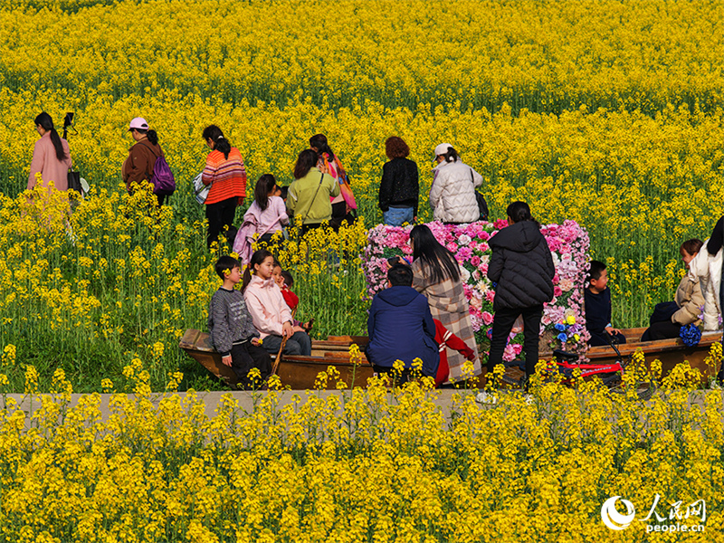 Jiangxi : à Nanchang, les fleurs de colza sont épanouies