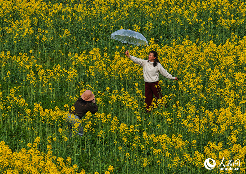 Jiangxi : à Nanchang, les fleurs de colza sont épanouies