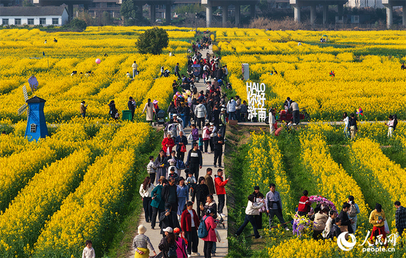 Jiangxi : à Nanchang, les fleurs de colza sont épanouies