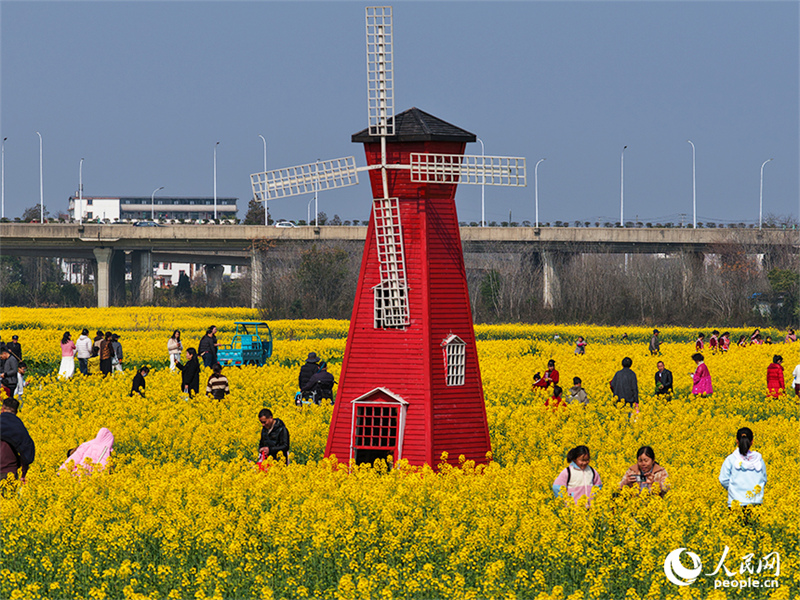 Jiangxi : à Nanchang, les fleurs de colza sont épanouies