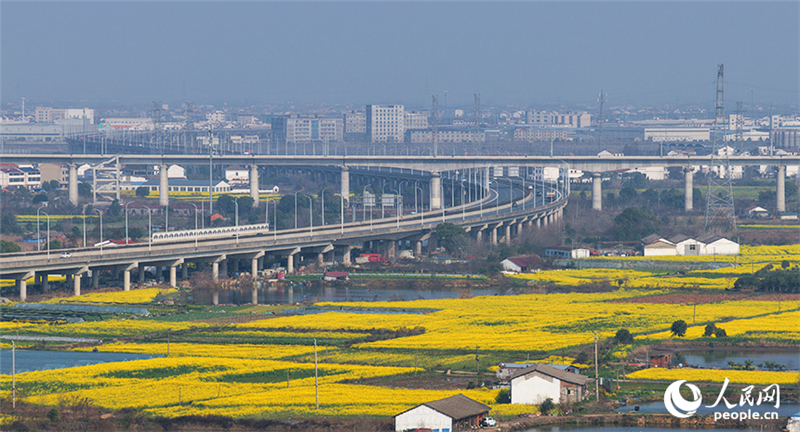 Jiangxi : à Nanchang, les fleurs de colza sont épanouies