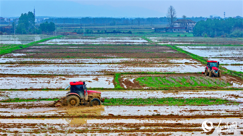 Jiangxi : les labours de printemps et les préparatifs agricoles battent leur plein à Jishui