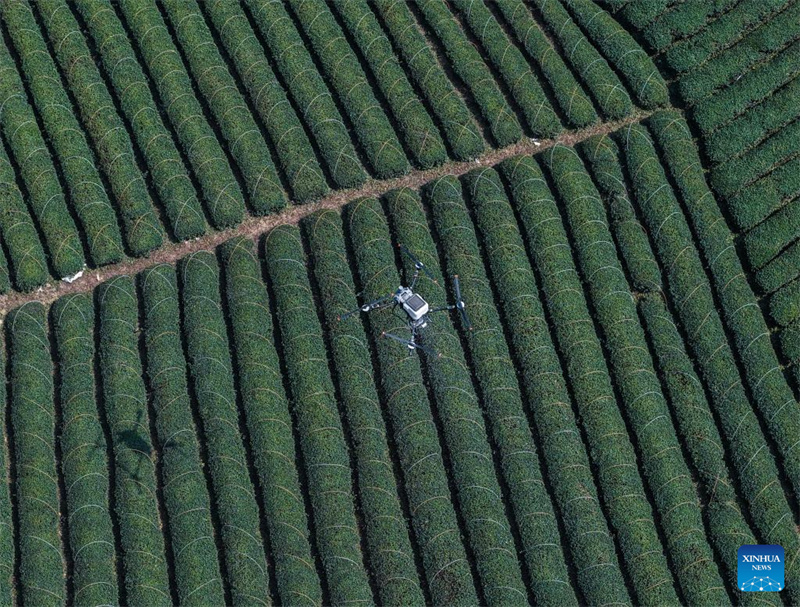 Zhejiang : les jardins de thé du comté de Wuyi entrent dans leur pleine saison de récolte