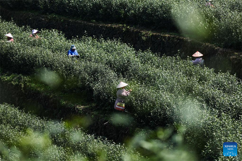 Zhejiang : les jardins de thé du comté de Wuyi entrent dans leur pleine saison de récolte