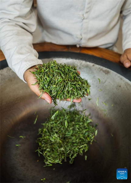 Zhejiang : les jardins de thé du comté de Wuyi entrent dans leur pleine saison de récolte