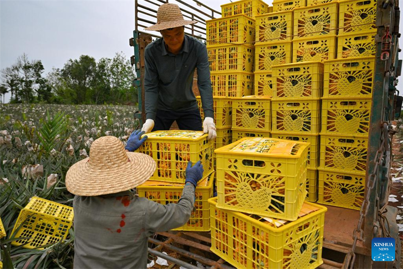 Hainan : l'emballage des ananas dans le canton de Dapo à Haikou