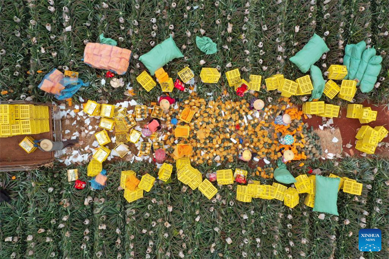 Hainan : l'emballage des ananas dans le canton de Dapo à Haikou