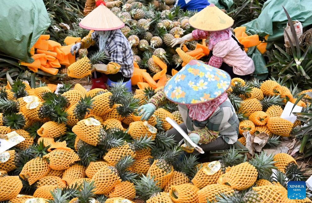 Hainan : l'emballage des ananas dans le canton de Dapo à Haikou