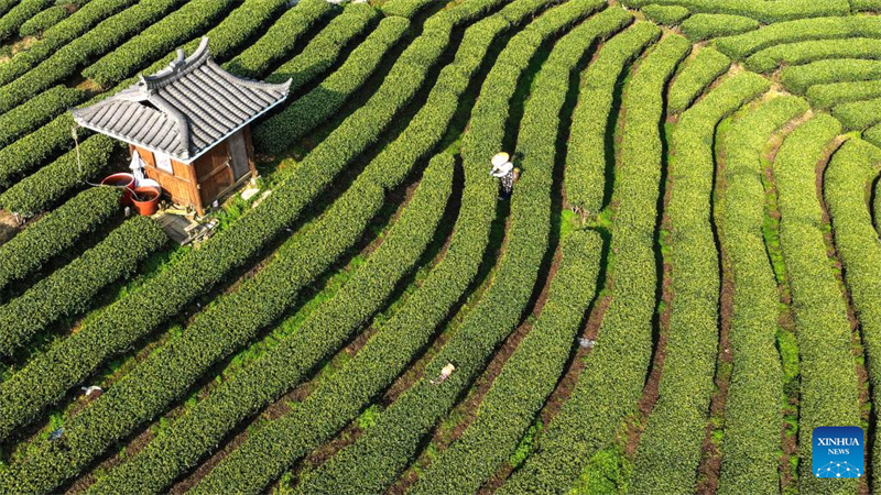 Guangxi : la saison de cueillette du thé de printemps a commencé dans le comté de Sanjiang