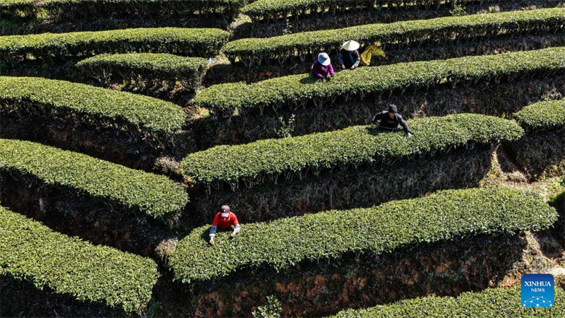 Guangxi : la saison de cueillette du thé de printemps a commencé dans le comté de Sanjiang