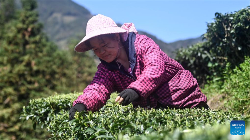 Guangxi : la saison de cueillette du thé de printemps a commencé dans le comté de Sanjiang