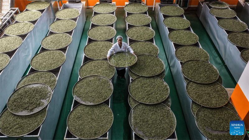 Guangxi : la saison de cueillette du thé de printemps a commencé dans le comté de Sanjiang