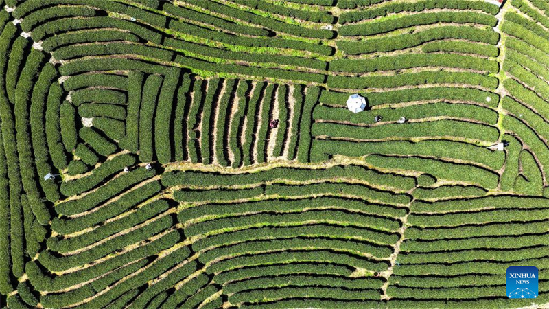 Guangxi : la saison de cueillette du thé de printemps a commencé dans le comté de Sanjiang