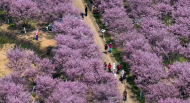 Zhejiang : une mer de fleurs et de visiteurs peignent un magnifique paysage printanier à Shengzhou