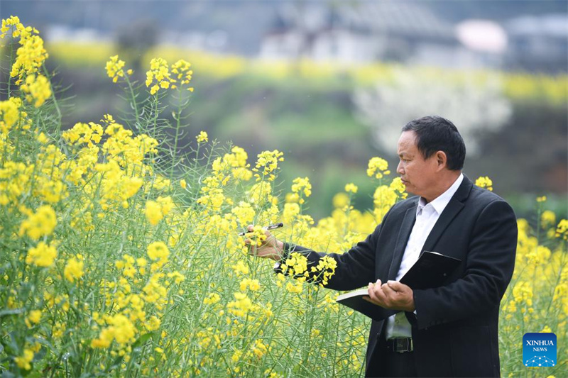 Comment un expert chinois du riz a apporté des rendements plus élevés aux agriculteurs nigérians
