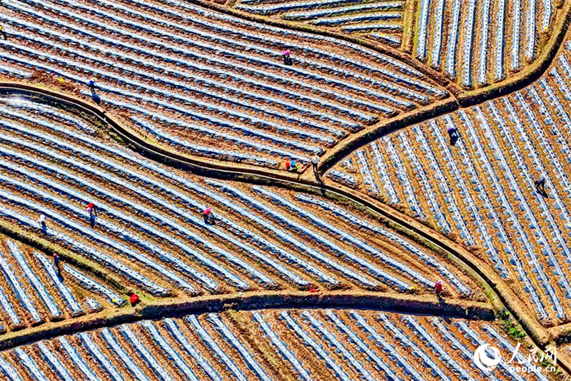 Jiangxi : les travaux agricoles battent leur plein à Xingguo